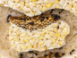 Preview: ANTCUBE - Popcorn Nest 20x20 - L